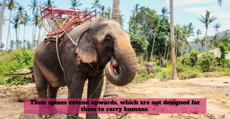 elephants