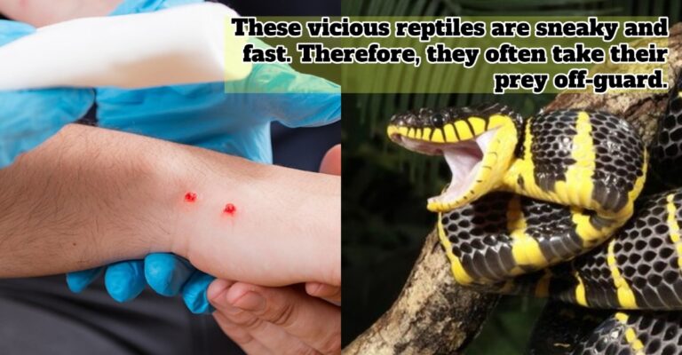 snakes