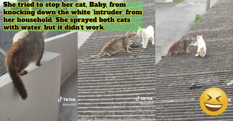 cats
