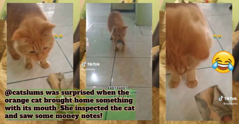 Oyen
