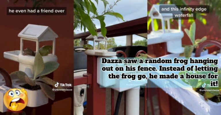 frog