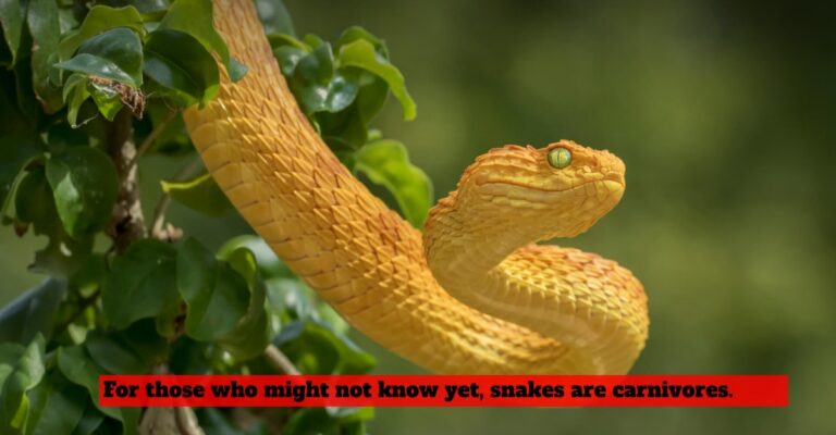reptiles