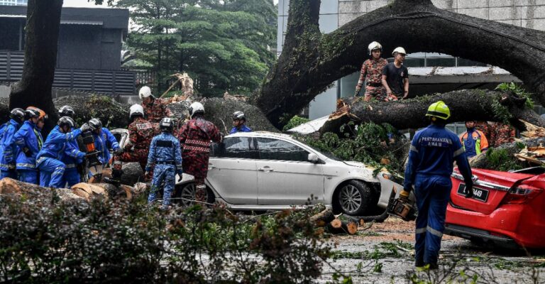 tree fell