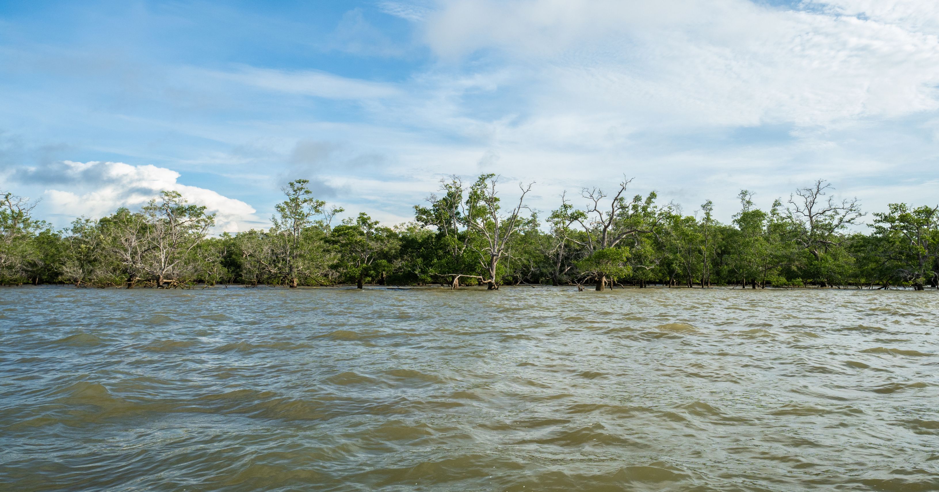 Irrawaddy dolphins