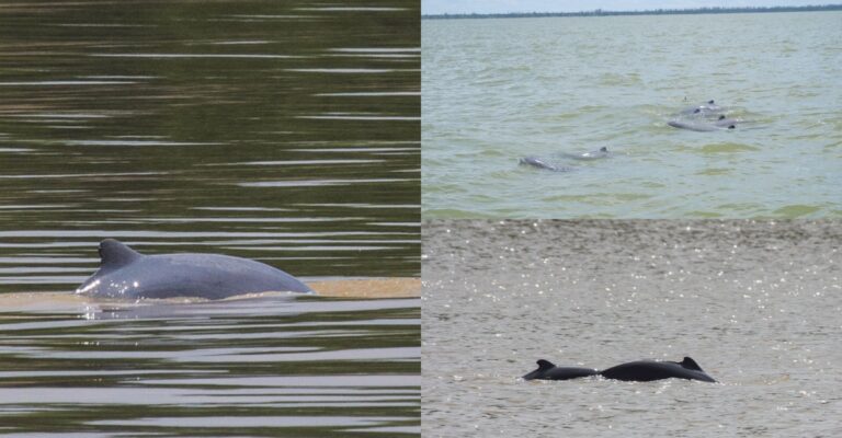 Irrawaddy dolphins