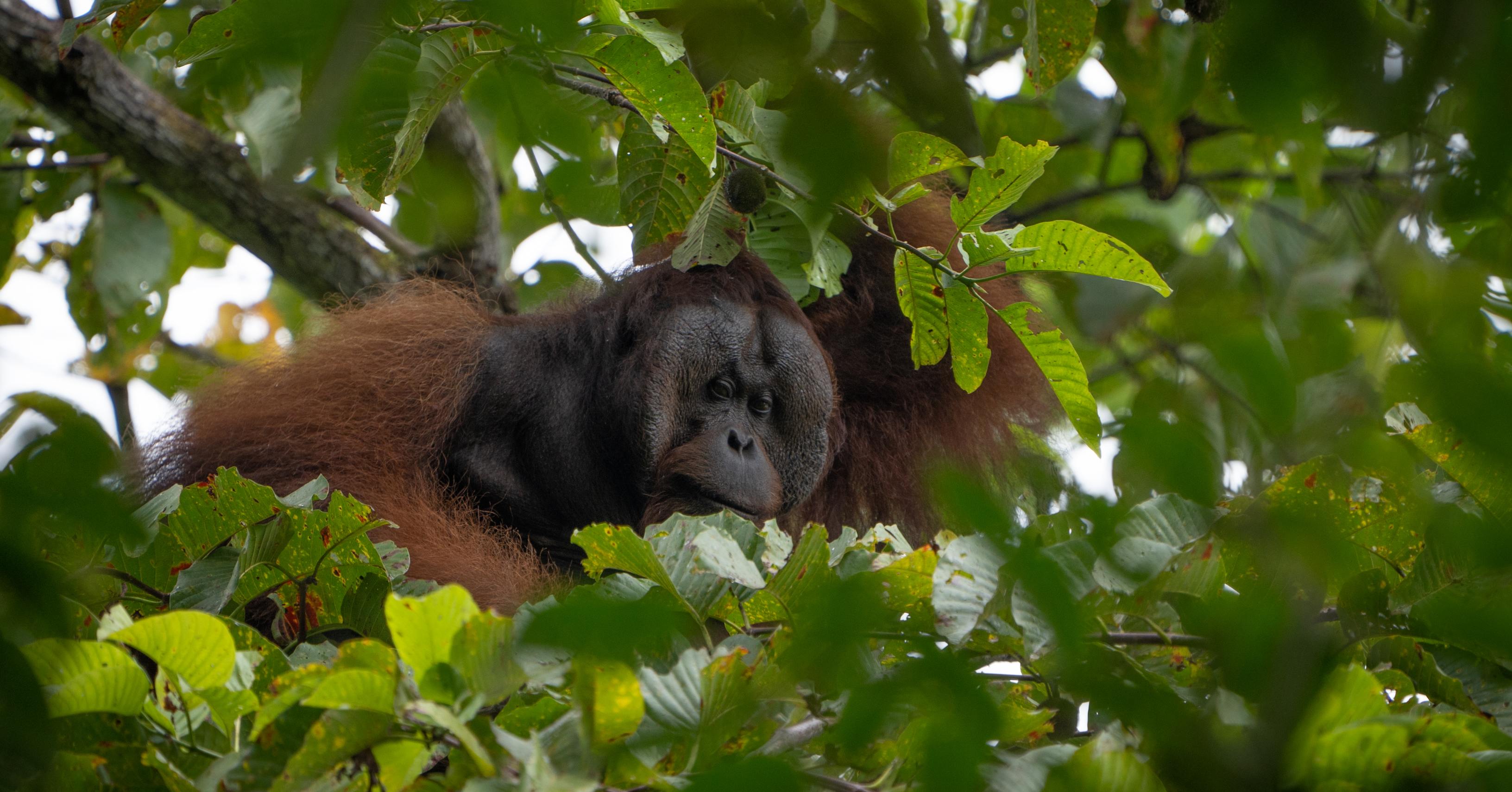 Orangutan