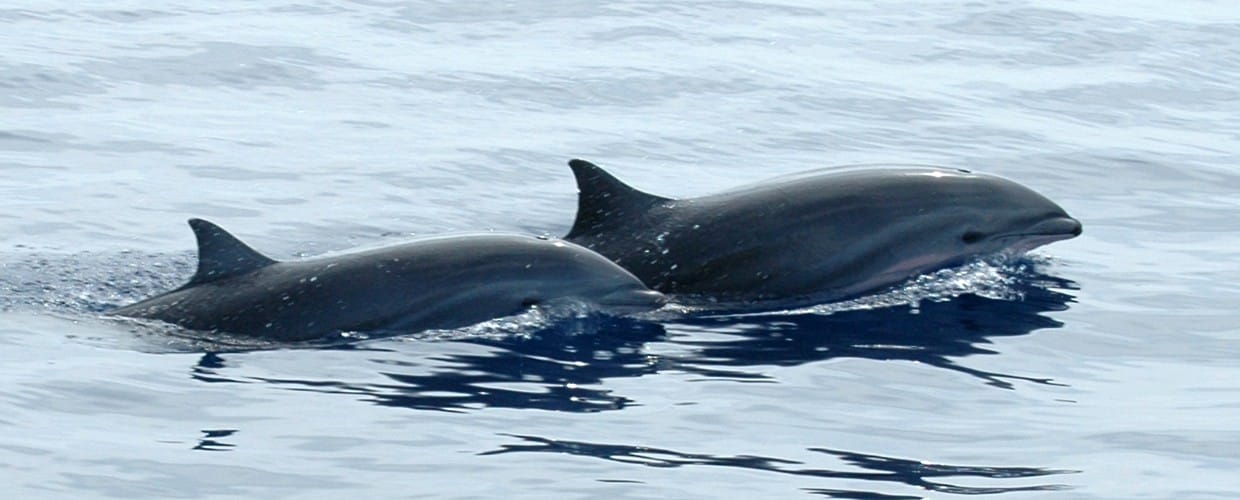 Short Beaked Common Dolphin