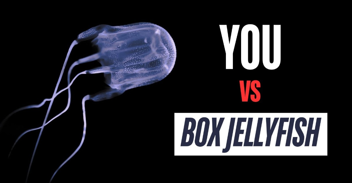 Box Jellyfish