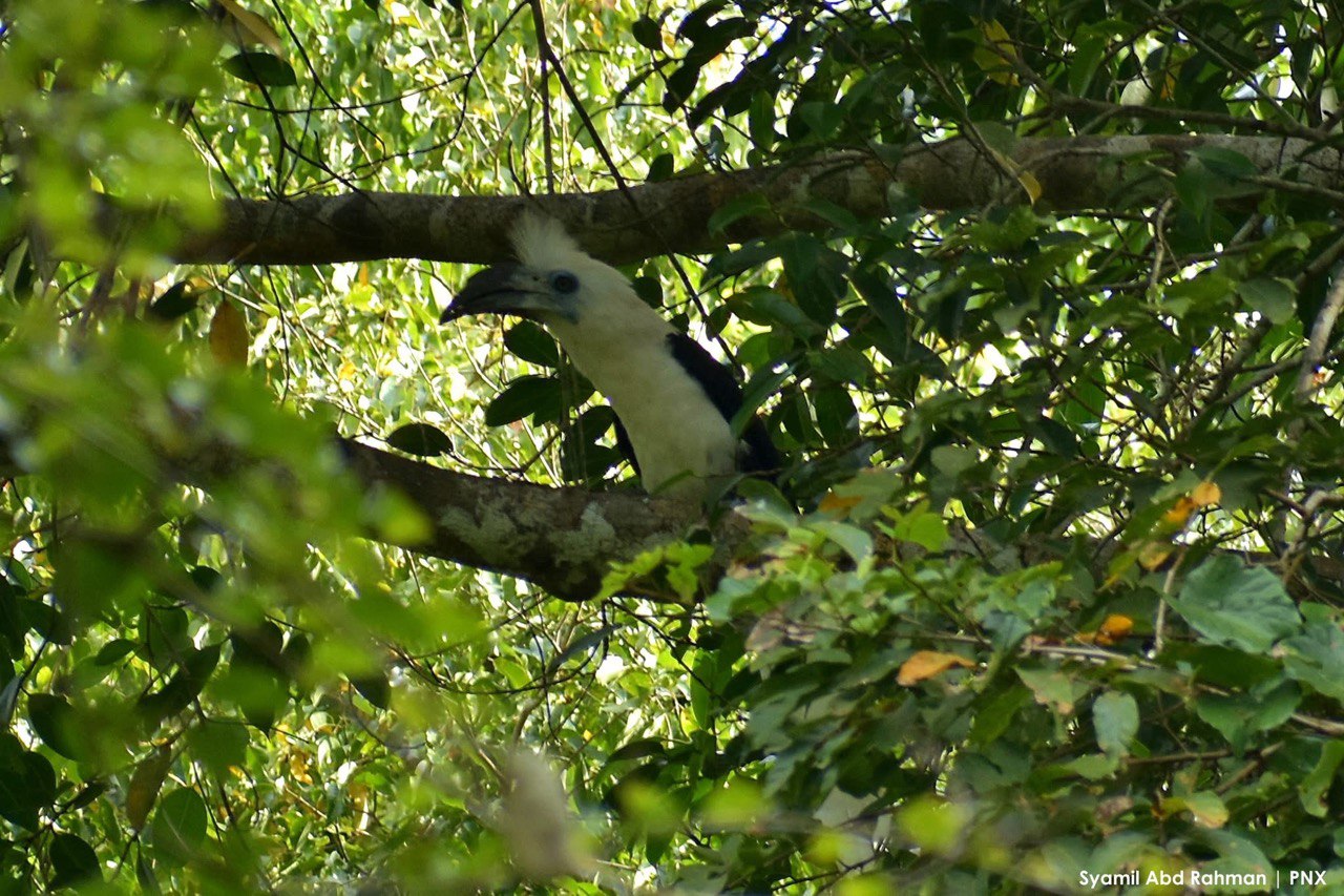 Hornbill