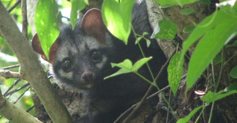 Civets