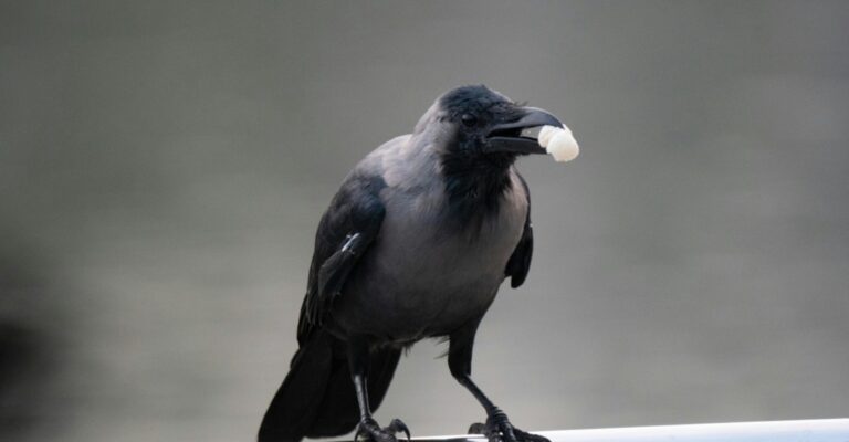 Growing Crow