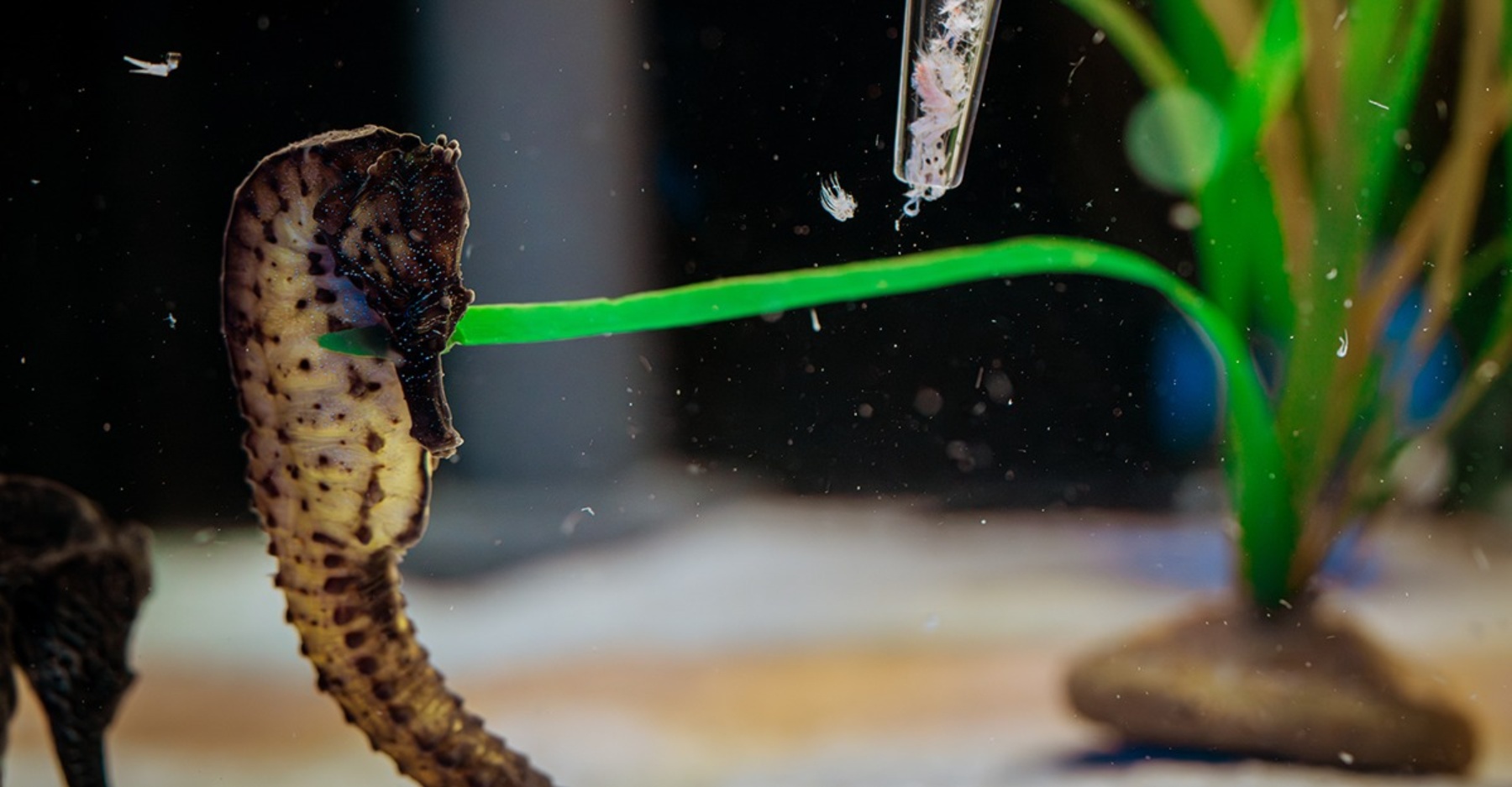 Siakap Keli Article Cover 1775016413