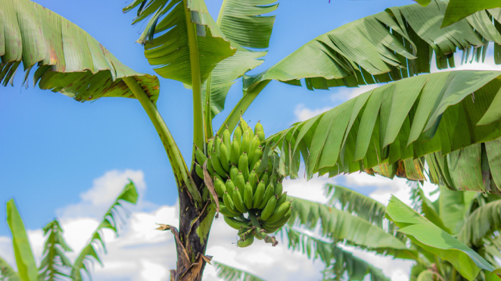 Banana Pseudostems